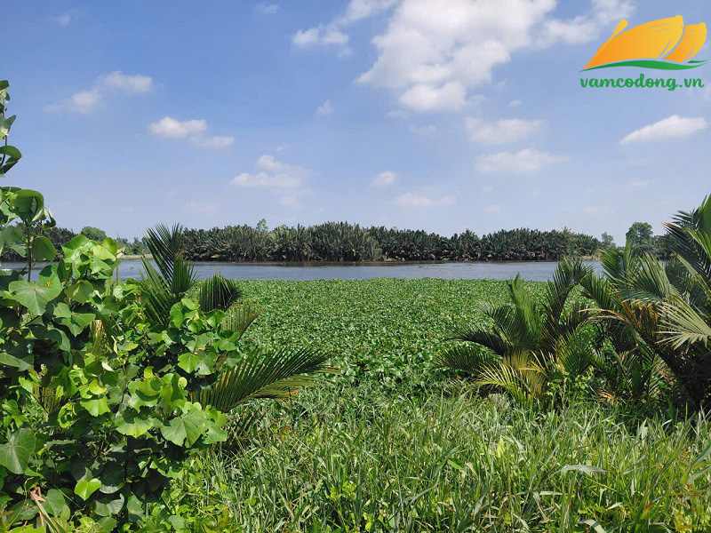 27.427.01 2395m2 đất vườn MT Sông Vàm Cỏ Đông